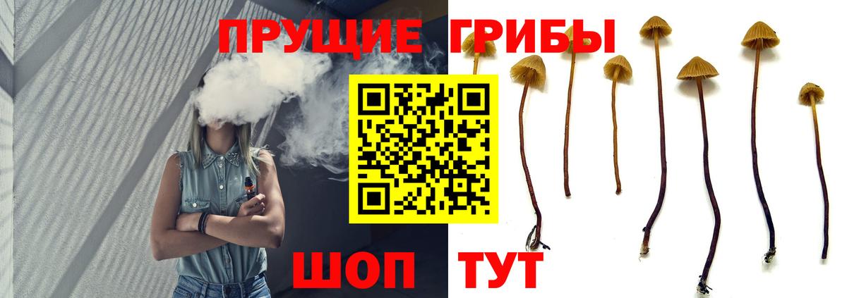 Галлюциногенные грибы прущие грибы Великий Устюг